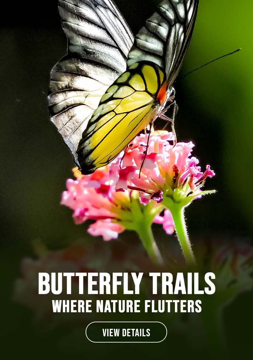 Yelbong Butterfly Watching