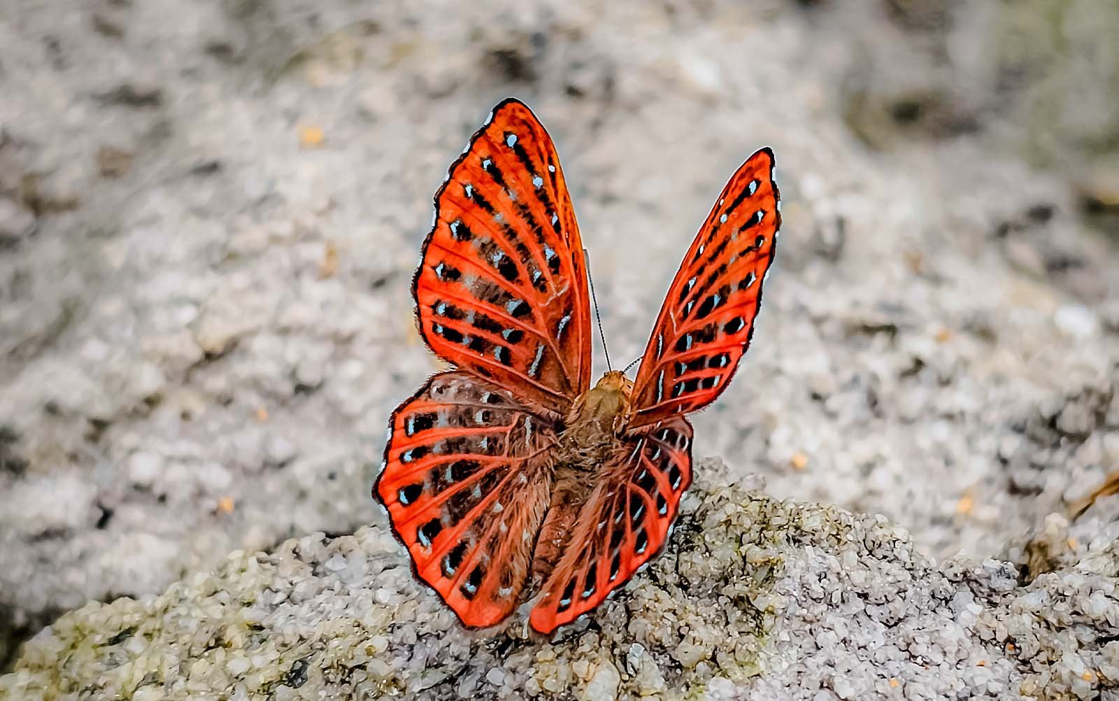 Yelbong Butterfly Watching
