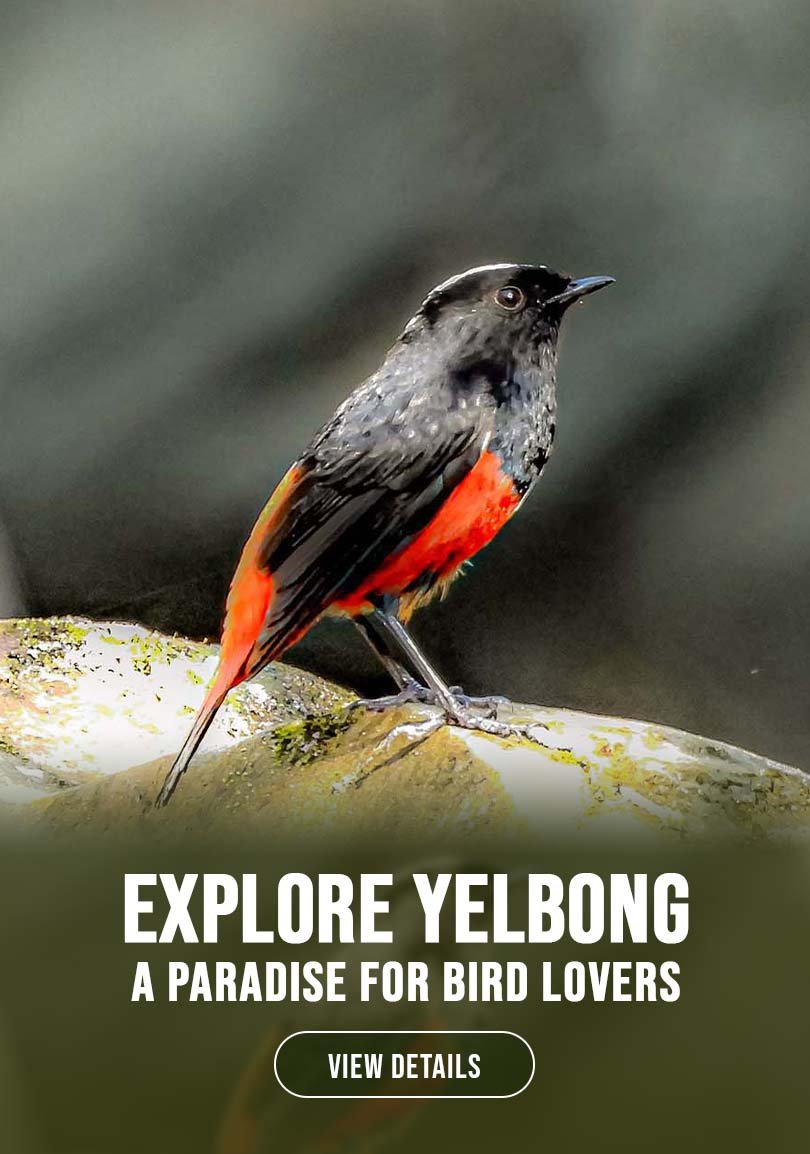 Yelbong Bird Watching