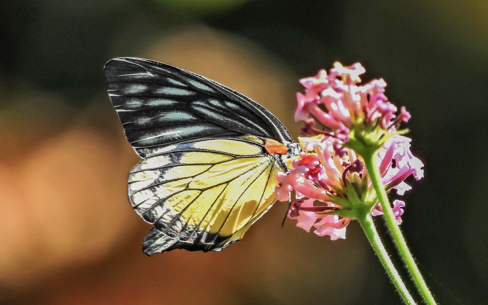 Yelbong Butterfly Watching