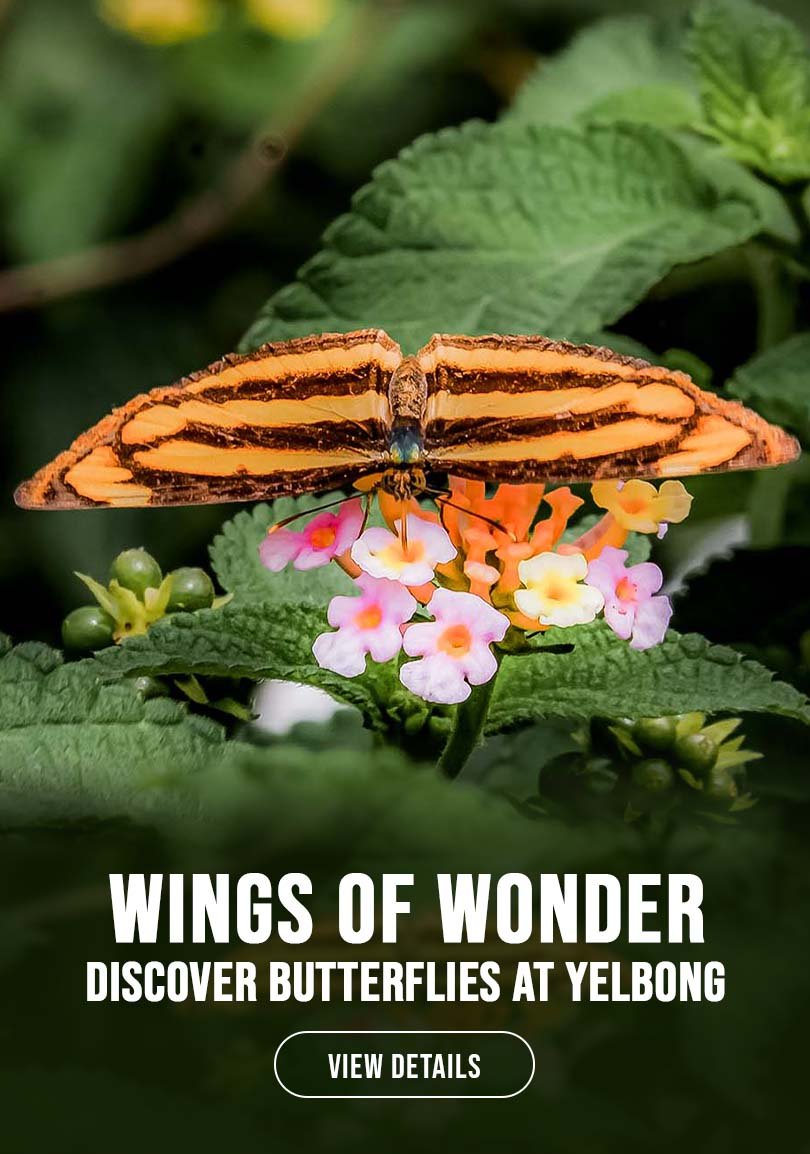 Yelbong Butterfly Watching